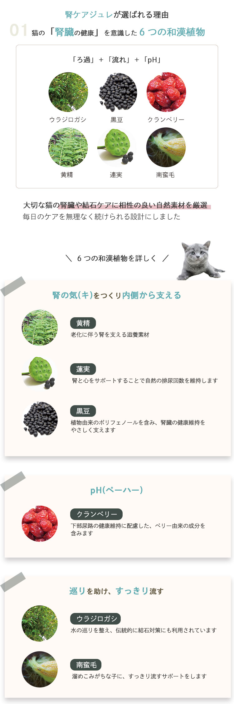 猫 猫用 腎臓 健康 尿路 ねこケア 和漢植物 自然素材 ウラジロガシ 黒豆 クランベリー 黄精 蓮実 南蛮毛 和漢 生活習慣 サポート ねこおやつ 腎ケアジュレ
